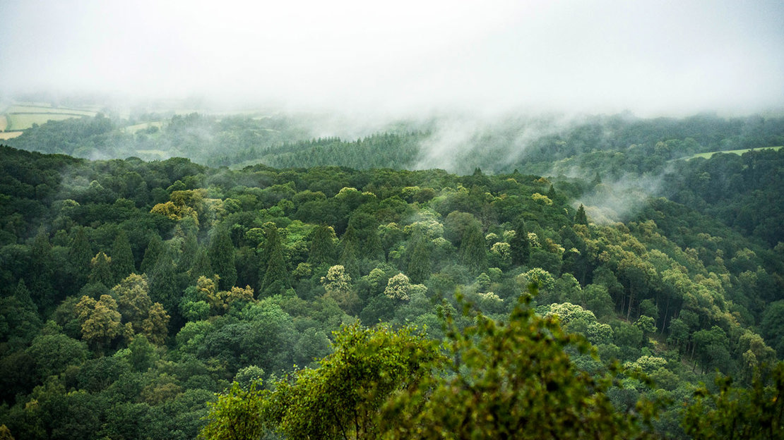 Mist above the canopy of Ausewell wood