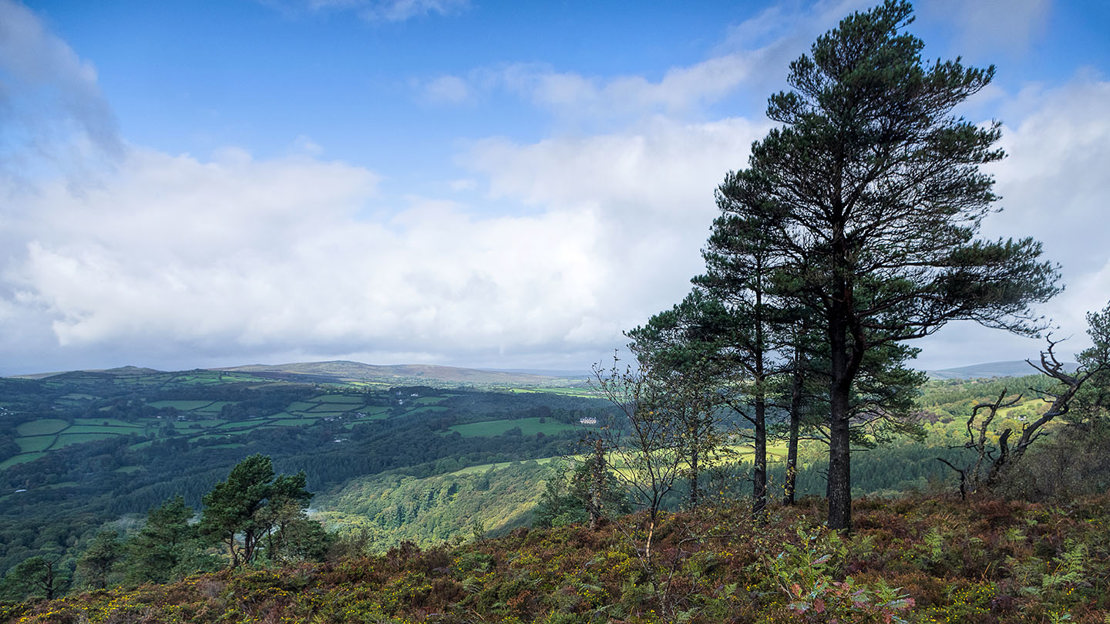 Moorland vista in autumn at Ausewell wood