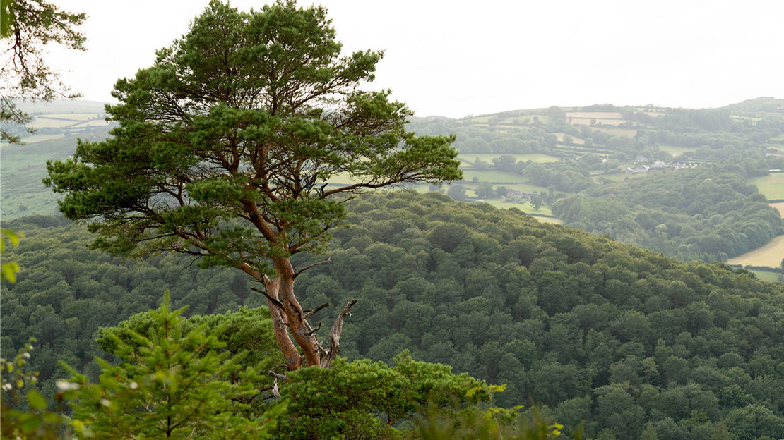 Tall Scots pine tree growing above the canopy.