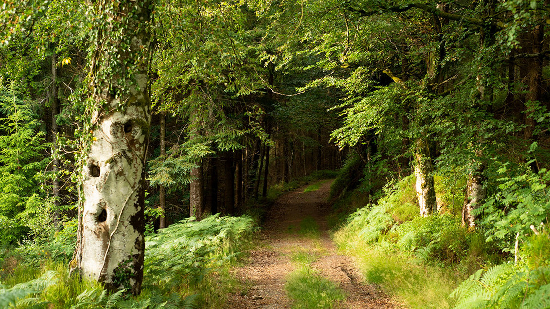 Pathway through Ausewell wood