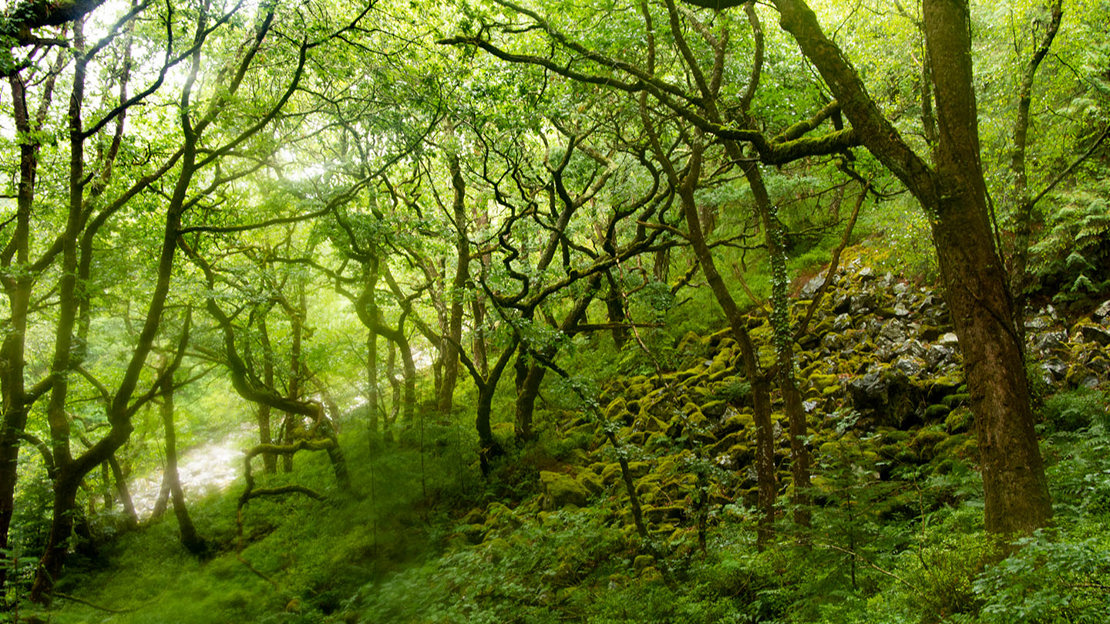 Twisted trees in Ausewell wood