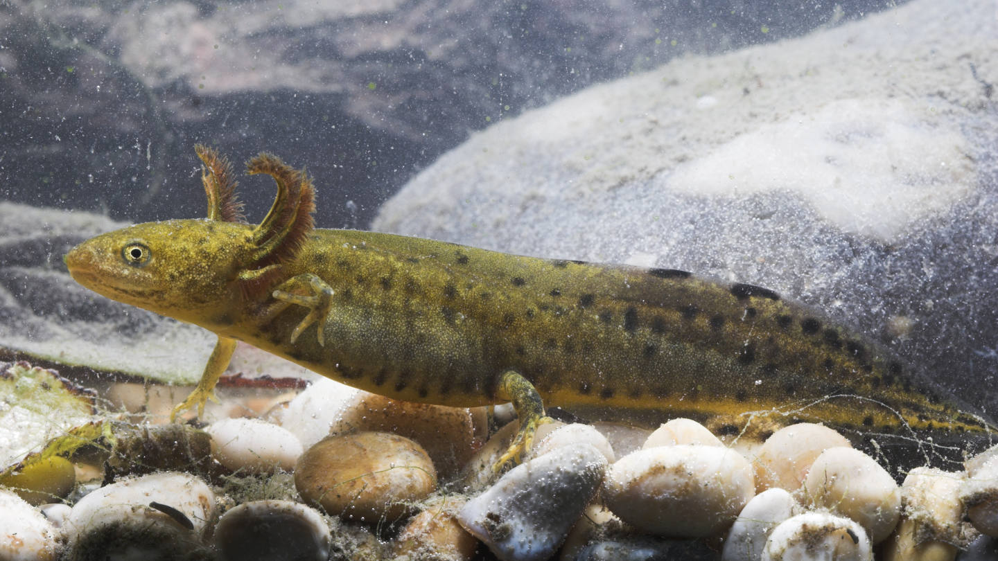 British Newts: An Identification Guide - Woodland Trust