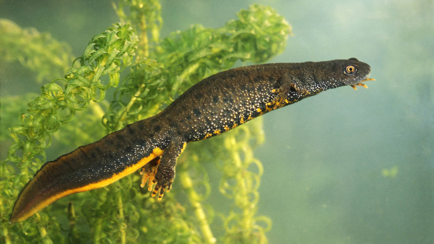 British Newts: An Identification Guide - Woodland Trust