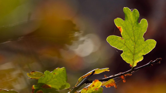 English oak leaf