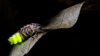 Glow-worm female on a leaf showing glowing body against a dark background