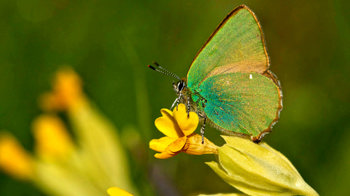 Green hairstreak butterfly resting on cowslip
