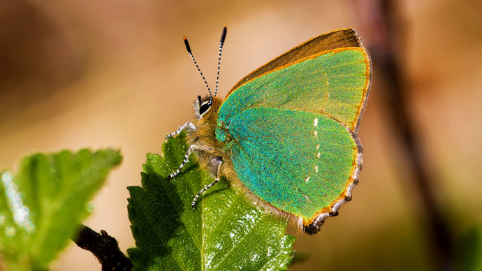 Green hairstreak resting on a leaf showing underwing