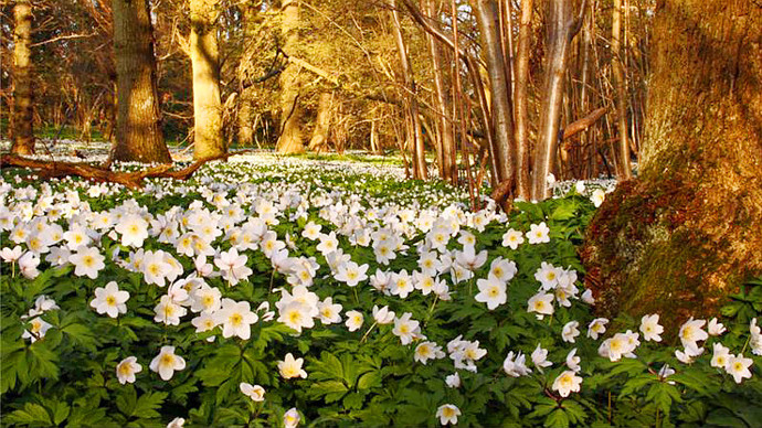 Wood Anemones basking in golden evening light.