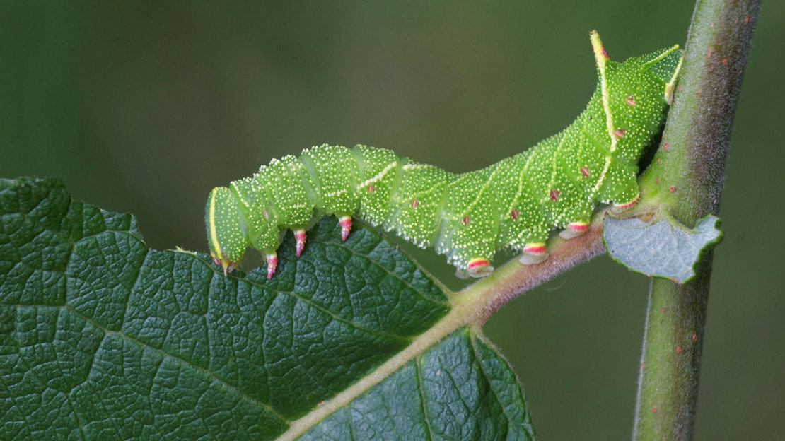 Goat willow with poplar hawk-moth feeding