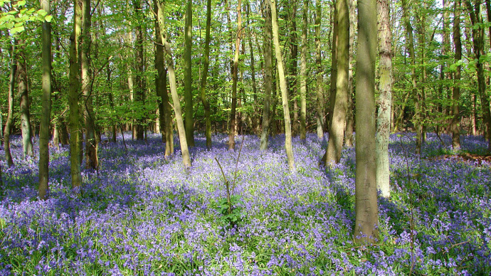Bluebell Carpet at Oldmoor Wood