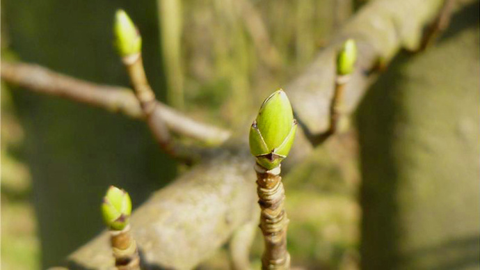 Spring buds