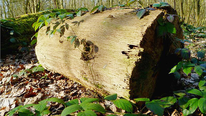 Old felled log in undergrowth