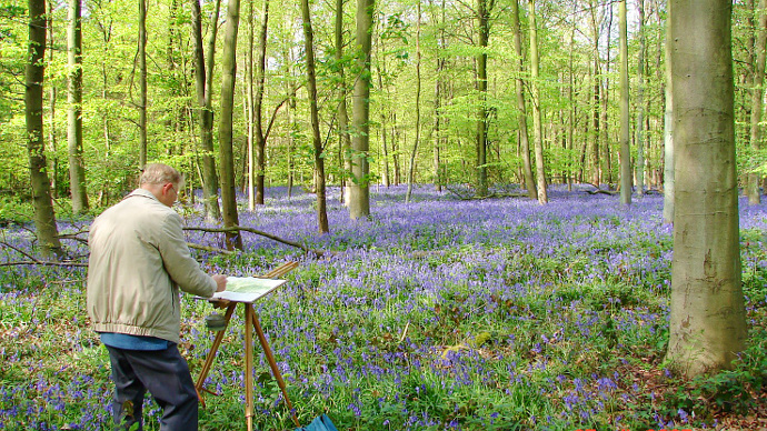 Male artist with easel painting bluebell arpet in woodland