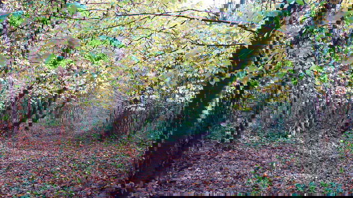 Main path through wood in autumn