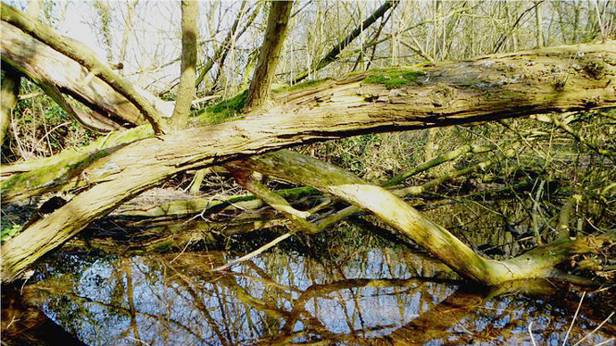 Drainage ditch in south west corner of wood