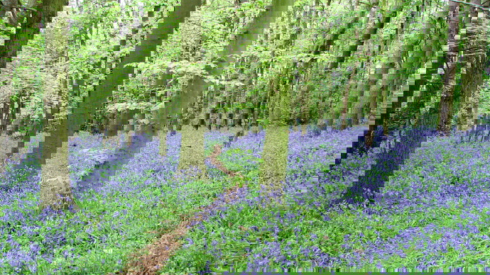 Winding pathway through bluebell-carpeted woodland