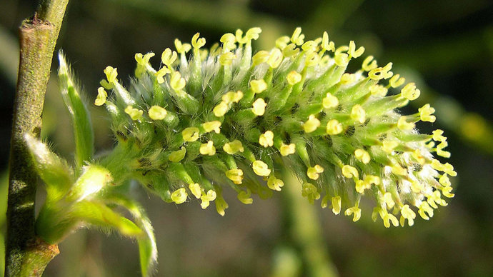 Goat willow catkin close-up