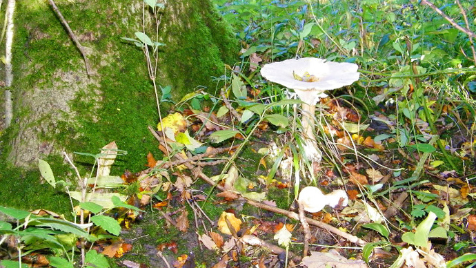 Fungi at Stoke Wood