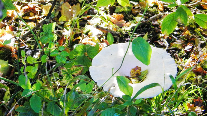 Fungi in undergrowth