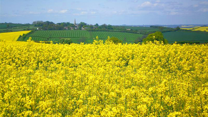 View north over lush rapeseed field