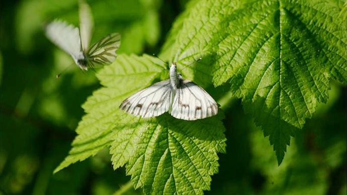 Mating cabbage white butterflies