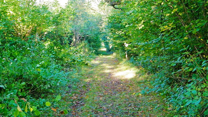 Tree-lined path in Stoke Wood