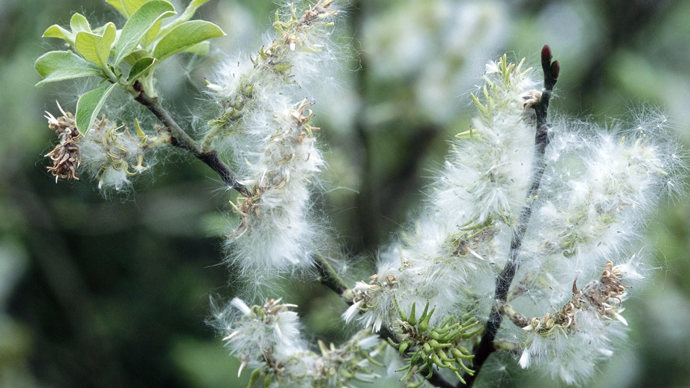 Goat willow fluffy seeds