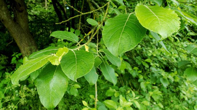 Goat willow leaves