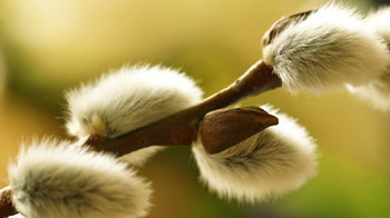 Goat willow male catkins close-up
