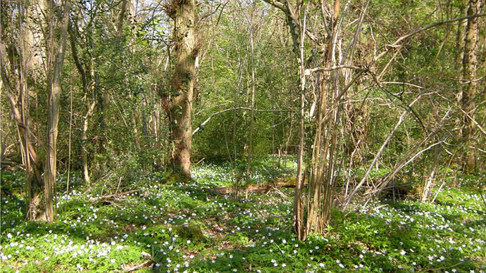 Established and dense woodland with white flower carpet in spring