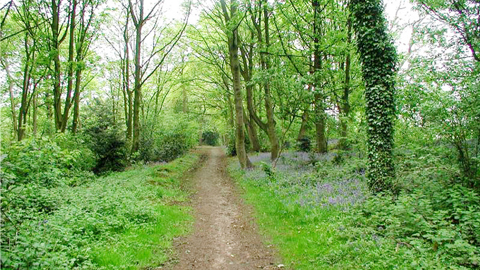 Tree lined pathway through lush woodland
