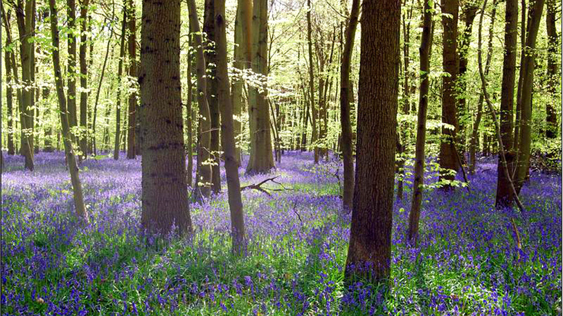Bluebell carpeted dense woodland 
