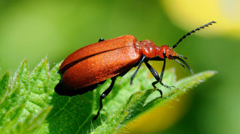 Red-headed cardinal beetle close-up showing wing-case texture