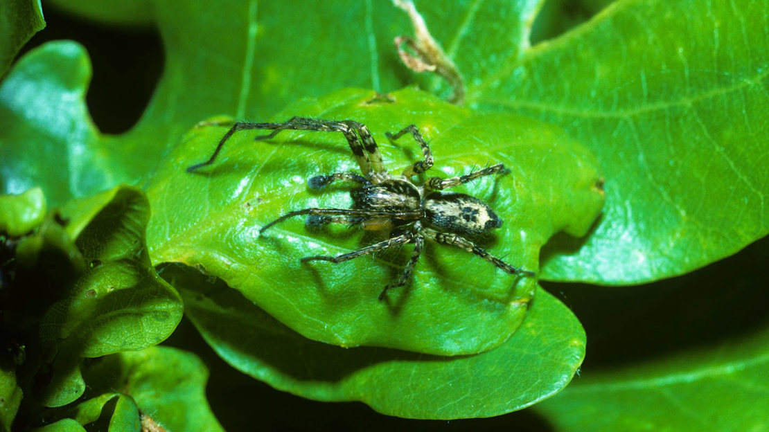 Male buzzing spider tapping his palps and abdomen in a female's lair