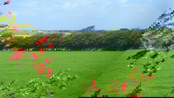 Lush green field in sunlight, hawthorn in foreground