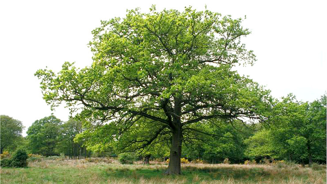 Mature oak tree growing in grassy common pasture land with more trees in background