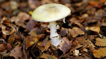 Deathcap, Amanita Phalloides, fungi growing in autumnal leaf litter. Deathcap, Amanita Phalloides, fungi growing in autumnal leaf litter.