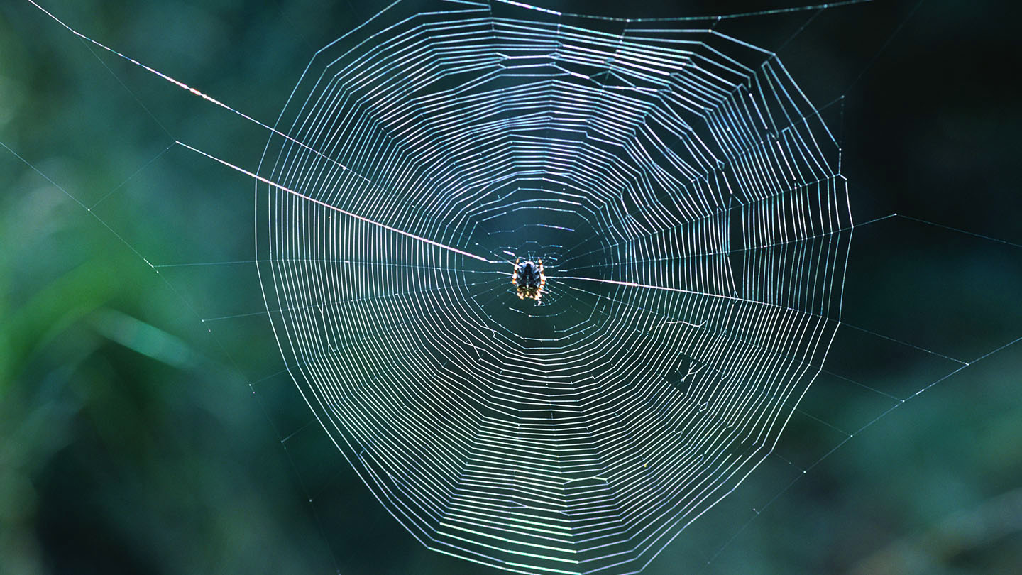 Spider Webs and Benefits of Using Spider Silk