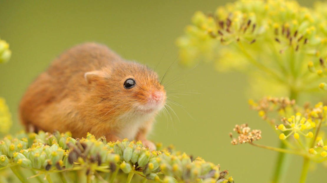 Harvest mouse on wild fennel