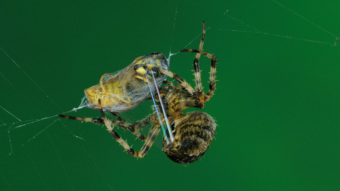 Garden spider wrapping common wasp in silk