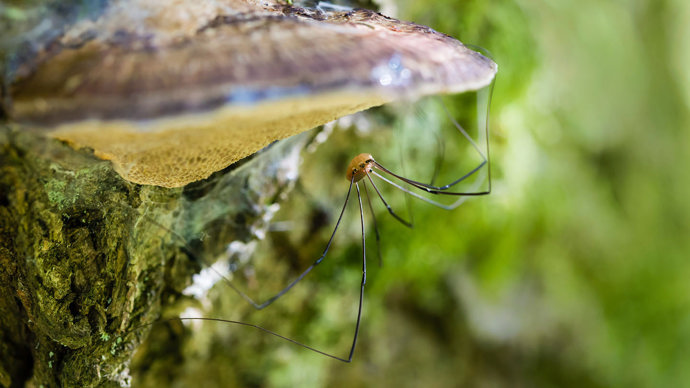 Harvestman underneath Trametes hirsuta fungus