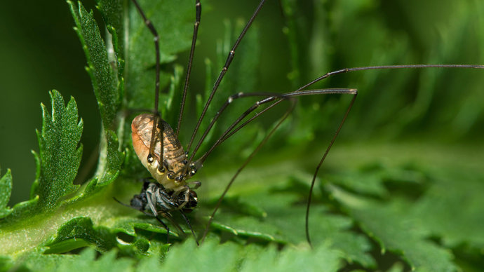 Harvestman eating a fly