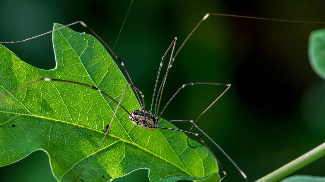 Harvestman on an oak leaf