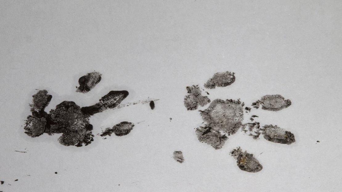 Two handprint-like hedgehog footprints in black ink on white paper