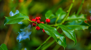 Holly leaves and berries close-up