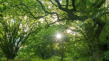 Sunflare through the woodland canopy in broadleaf woodland at Duncliffe Wood