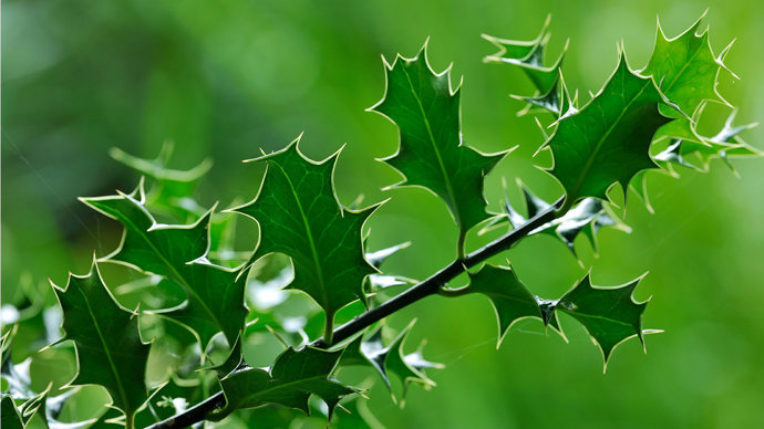 Holly leaves