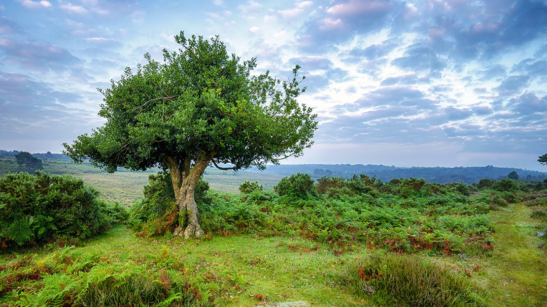 Ancient holly tree in New Forest