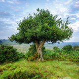Ancient holly tree in New Forest Ancient holly tree in New Forest