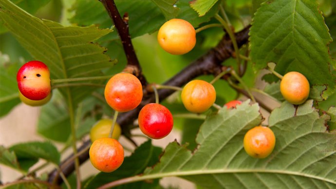 Wild cherries ripening.